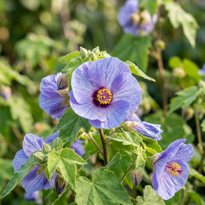 Abutilon × suntense Blue Flower Seeds for Planting