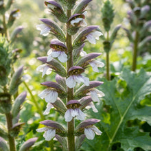 Acanthus mollis Bear's Breeches Seeds for Planting