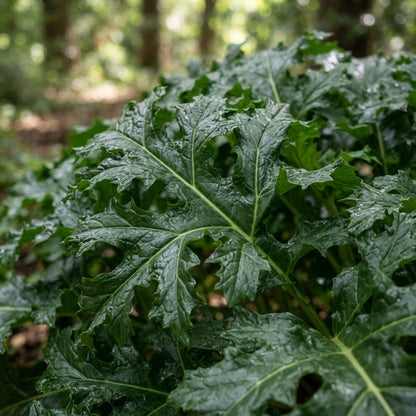 Acanthus mollis Bear's Breeches Seeds for Planting