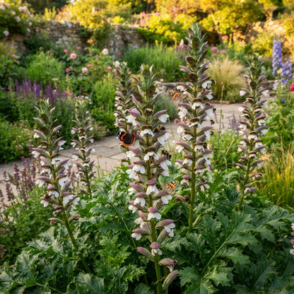 Acanthus mollis Bear's Breeches Seeds for Planting