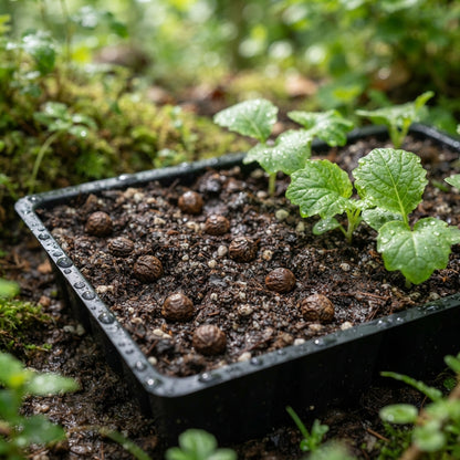 Acanthus mollis Bear's Breeches Seeds for Planting