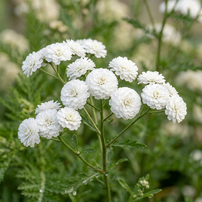 Achillea Ballerina Flower Seeds For Planting