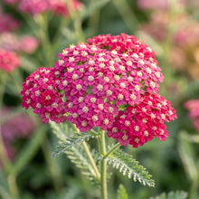 Achillea Cerise Queen Flower Seeds for Planting