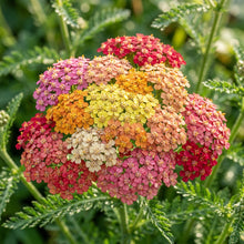 Achillea Flowerburst Fruit Bowl Mixed Flower Seeds For Planting
