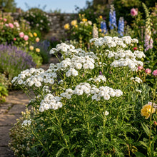 Achillea Ballerina Flower Seeds For Planting
