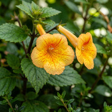 Achimenes Sunburst Seeds for Planting