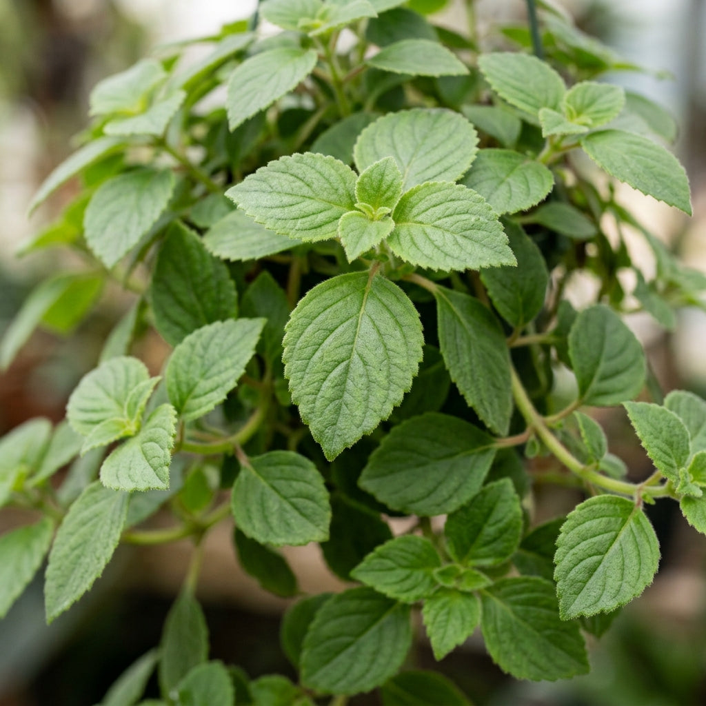 Achimenes Sunburst Seeds for Planting