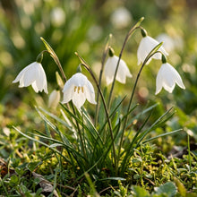 Acis nicaeensis Flower Seeds for Planting