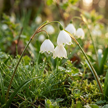 Acis nicaeensis Flower Seeds for Planting