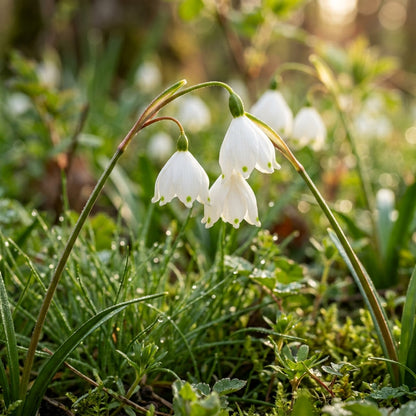 Acis nicaeensis Flower Seeds for Planting