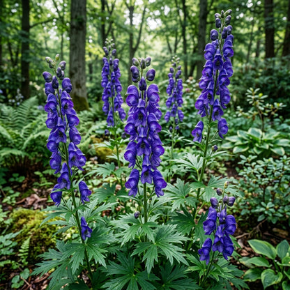Aconitum Sachalinense Flower Seeds for Garden Planting