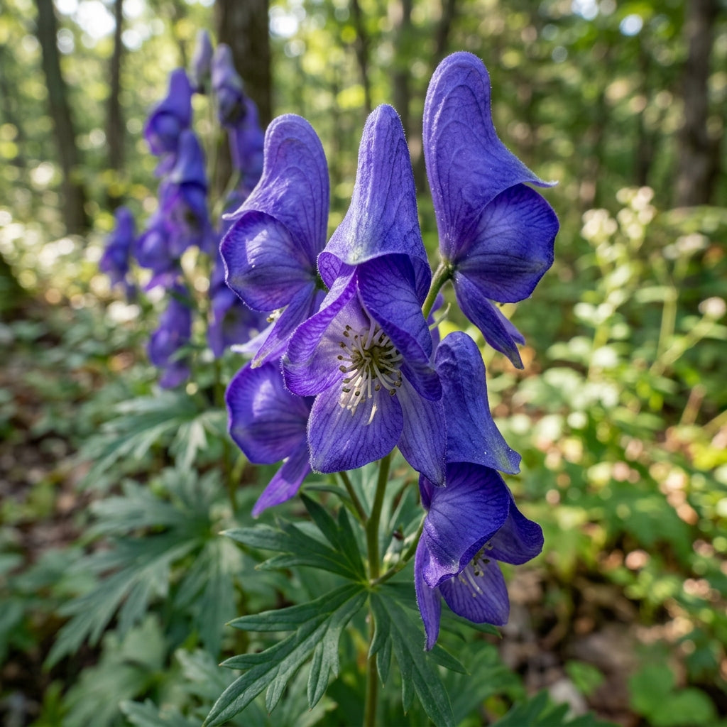 Aconitum Sachalinense Flower Seeds for Garden Planting