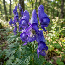 Aconitum Sachalinense Flower Seeds for Garden Planting