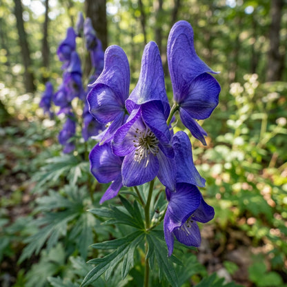 Aconitum Sachalinense Flower Seeds for Garden Planting