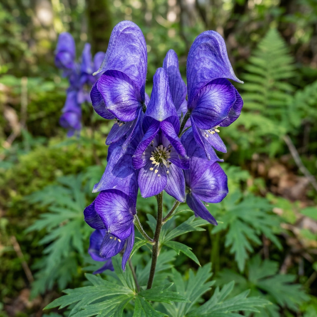 Aconitum Sachalinense Flower Seeds for Garden Planting