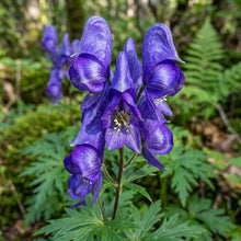 Aconitum Sachalinense Flower Seeds for Garden Planting