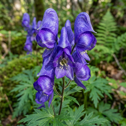 Aconitum Sachalinense Flower Seeds for Garden Planting