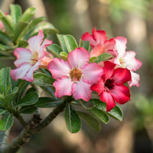 Adenium Flower Seeds for Planting