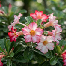 Adenium Flower Seeds for Planting