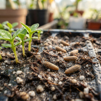 Adenium Flower Seeds for Planting