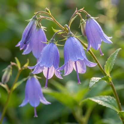 Adenophora khasiana Seeds for Planting