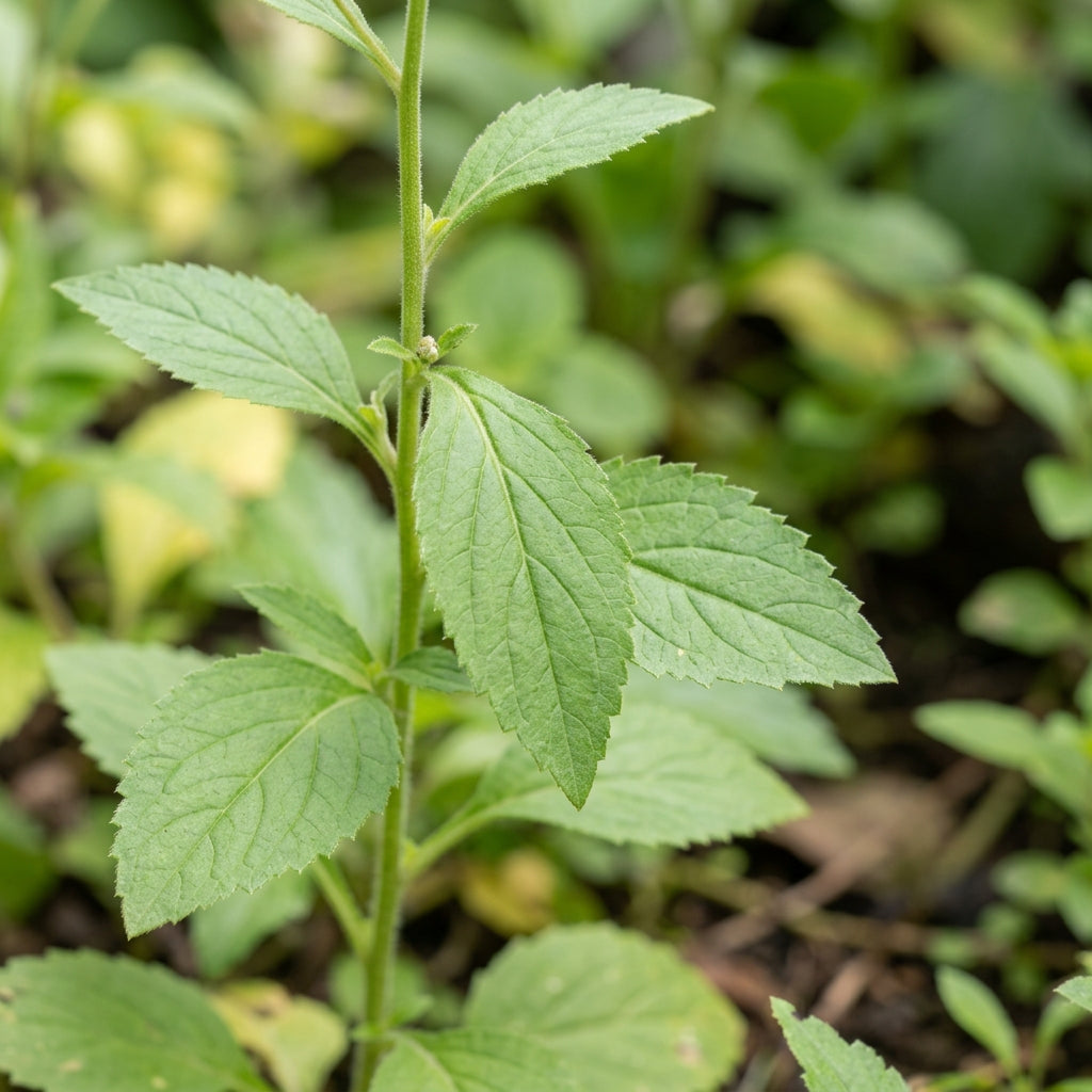 Adenophora khasiana Seeds for Planting