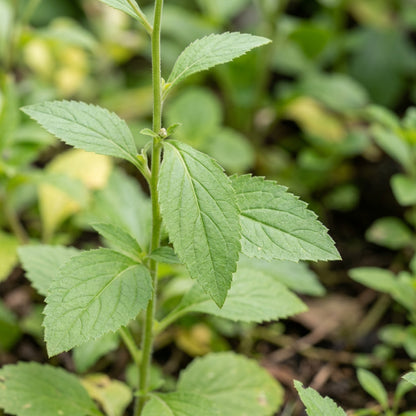Adenophora khasiana Seeds for Planting