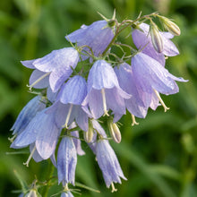 Adenophora liliifolia Flower Seeds for Planting