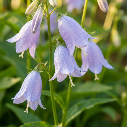 Adenophora liliifolia Flower Seeds for Planting