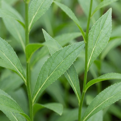 Adenophora liliifolia Flower Seeds for Planting