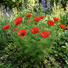 Adonis Aestivalis Seeds – Scarlet Wild Blooms