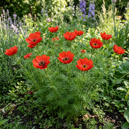 Adonis Aestivalis Seeds – Scarlet Wild Blooms