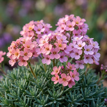 Aethionema Grandiflorum Flower Seeds For Planting