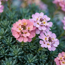Aethionema Grandiflorum Flower Seeds For Planting