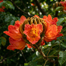 African Tulip Tree Seeds for Planting	India