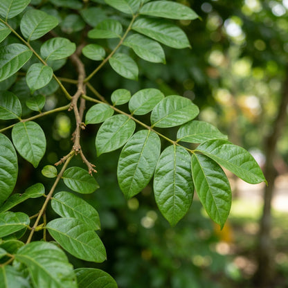 African Tulip Tree Seeds for Planting	India