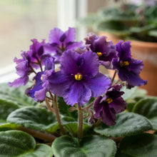African Violet Exotic Purple Flower Seeds - African Violet Flower Seeds for Garden