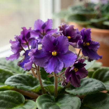 African Violet Exotic Purple Flower Seeds - African Violet Flower Seeds for Garden