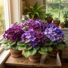 African Violet Exotic Purple Flower Seeds - African Violet Flower Seeds for Garden