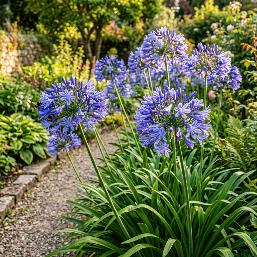 Agapanthus Flower Seeds - Blue African Lily Blooms
