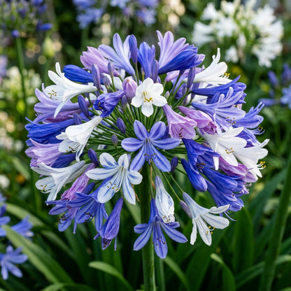 Agapanthus Mixed Flower Seeds