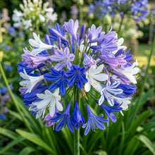 Agapanthus Mixed Flower Seeds