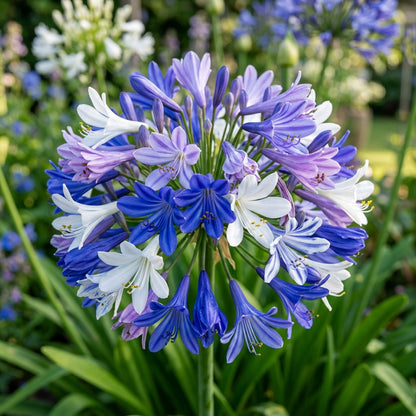Agapanthus Mixed Flower Seeds