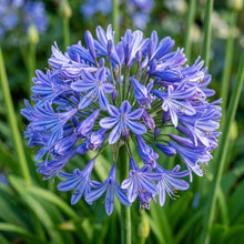 Agapanthus Flower Seeds - Blue African Lily Blooms