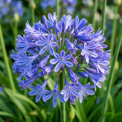 Agapanthus Flower Seeds - Blue African Lily Blooms