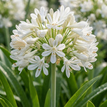Agapanthus Praecox Alba Seeds - White African Lily Flower Seeds for Garden