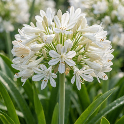Agapanthus Praecox Alba Seeds - White African Lily Flower Seeds for Garden