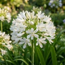 Agapanthus Praecox Alba Seeds - White African Lily Flower Seeds for Garden