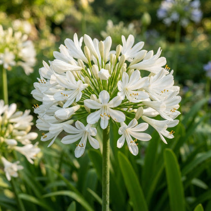 Agapanthus Praecox Alba Seeds - White African Lily Flower Seeds for Garden