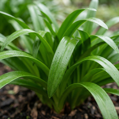 Agapanthus Praecox Alba Seeds - White African Lily Flower Seeds for Garden